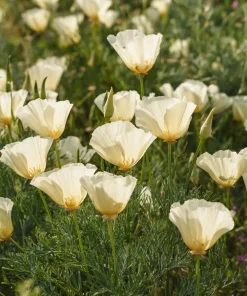 Ivory California Poppy 250 Seeds – Eschscholzia californica, Creamy Blooms - Image 1