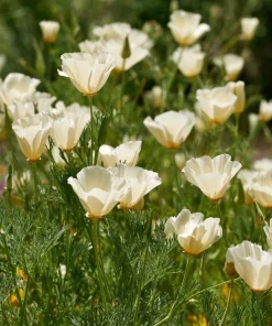 Ivory California Poppy 250 Seeds – Eschscholzia californica, Creamy Blooms - Image 4