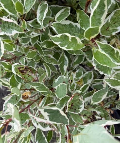 Ivory Halo Red Twig Dogwood Shrub - Live Plant - Variegated Foliage - #2 Container - Image 8