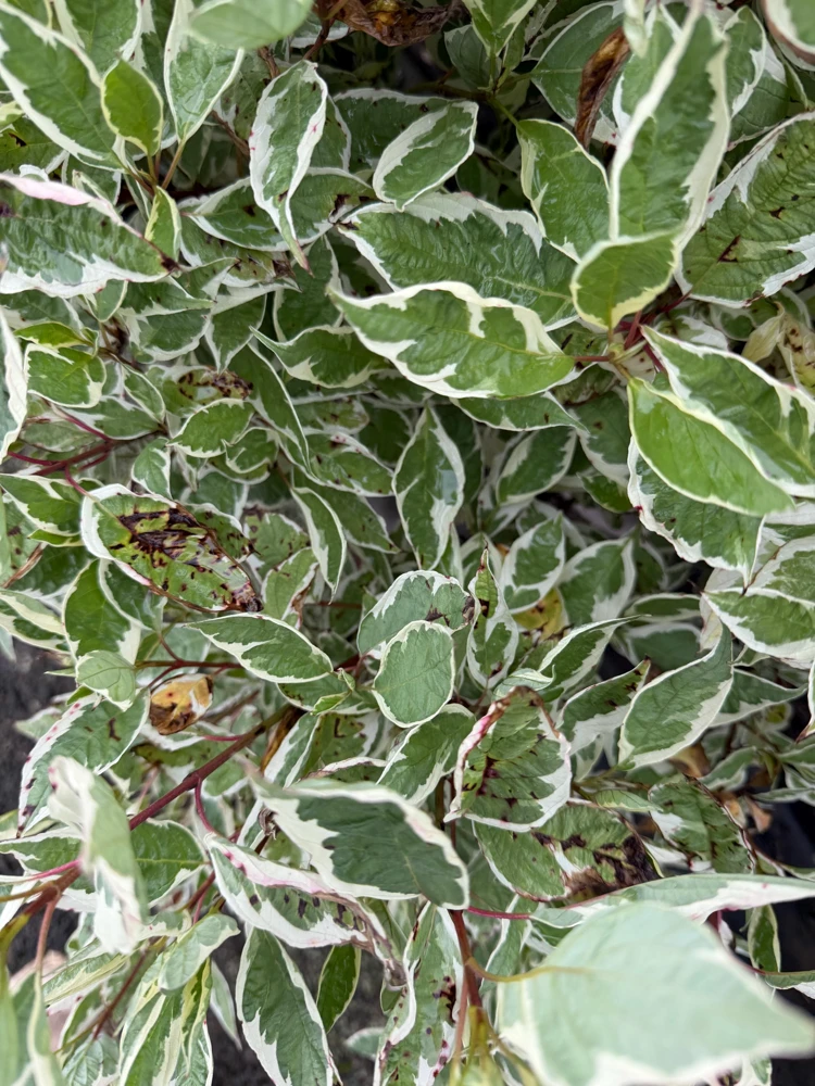 Ivory Halo Red Twig Dogwood Shrub - Live Plant - Variegated Foliage - #2 Container - Image 8