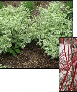 Ivory Halo Red Twig Dogwood Shrub - Live Plant - Variegated Foliage - #2 Container - Image 9