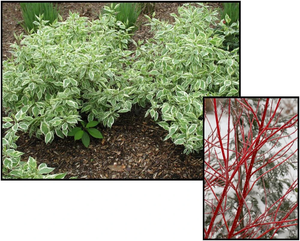 Ivory Halo Red Twig Dogwood Shrub - Live Plant - Variegated Foliage - #2 Container - Image 9