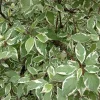 Ivory Halo Red Twig Dogwood Shrub - Live Plant - Variegated Foliage - #2 Container - Image 1