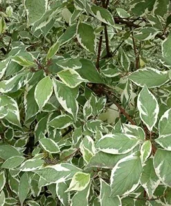 Ivory Halo Red Twig Dogwood Shrub - Live Plant - Variegated Foliage - #2 Container - Image 1