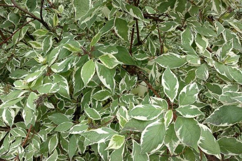 Ivory Halo Red Twig Dogwood Shrub - Live Plant - Variegated Foliage - #2 Container - Image 1