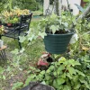 Ivy Live Plant Basket - Live Houseplant Vine - Indoor & Outdoor Decor - Image 1