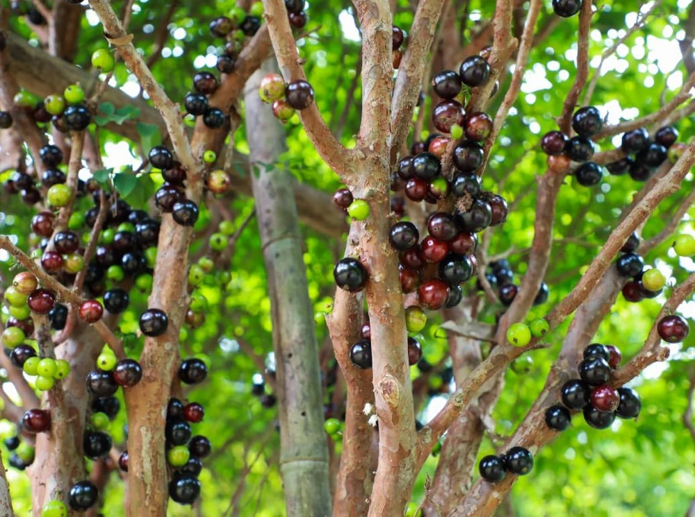 Jaboticaba Live Plant - 1 Ft Black Jabuticaba Fruit Tree Starter - Image 2