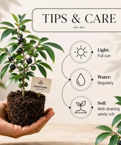 Jaboticaba Live Plant - 1 Ft Black Jabuticaba Fruit Tree Starter - Image 3