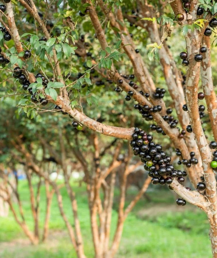 Jaboticaba Live Plant - 1 Ft Black Jabuticaba Fruit Tree Starter - Image 4