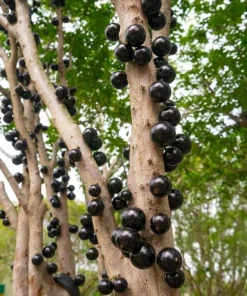 Jaboticaba Live Plant - 1 Ft Black Jabuticaba Fruit Tree Starter - Image 6
