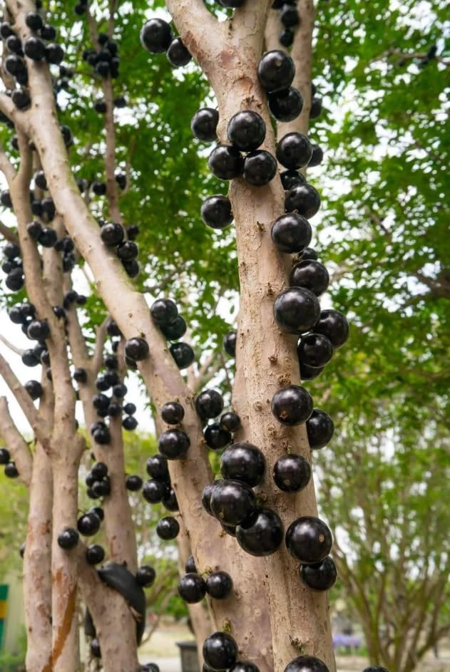 Jaboticaba Live Plant - 1 Ft Black Jabuticaba Fruit Tree Starter - Image 6