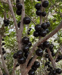 Jaboticaba Live Plant - 1 Ft Black Jabuticaba Fruit Tree Starter - Image 7