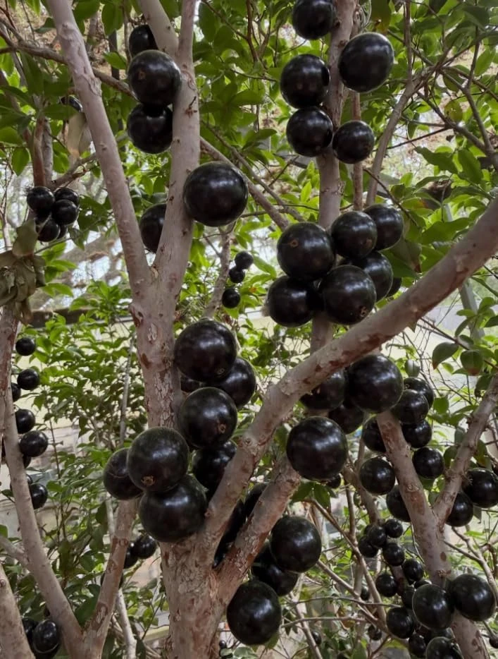 Jaboticaba Live Plant - 1 Ft Black Jabuticaba Fruit Tree Starter - Image 7