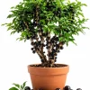 Jaboticaba Live Plant - 1 Ft Black Jabuticaba Fruit Tree Starter - Image 1