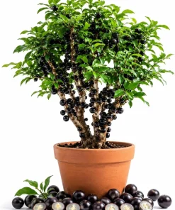 Jaboticaba Live Plant - 1 Ft Black Jabuticaba Fruit Tree Starter - Image 1