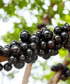Jaboticaba Live Plant 1 ft Tall - Rare Brazilian Grape Fruit Tree - Image 2