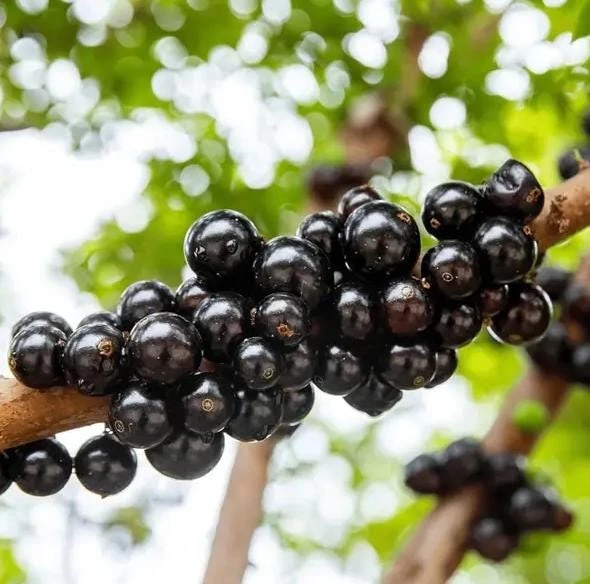 Jaboticaba Live Plant 1 ft Tall - Rare Brazilian Grape Fruit Tree - Image 2
