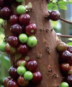 Jaboticaba Live Plant 1 ft Tall - Rare Brazilian Grape Fruit Tree - Image 3