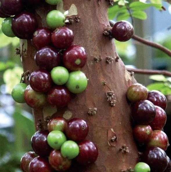Jaboticaba Live Plant 1 ft Tall - Rare Brazilian Grape Fruit Tree - Image 3