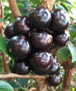 Jaboticaba Live Plant 1 ft Tall - Rare Brazilian Grape Fruit Tree - Image 4