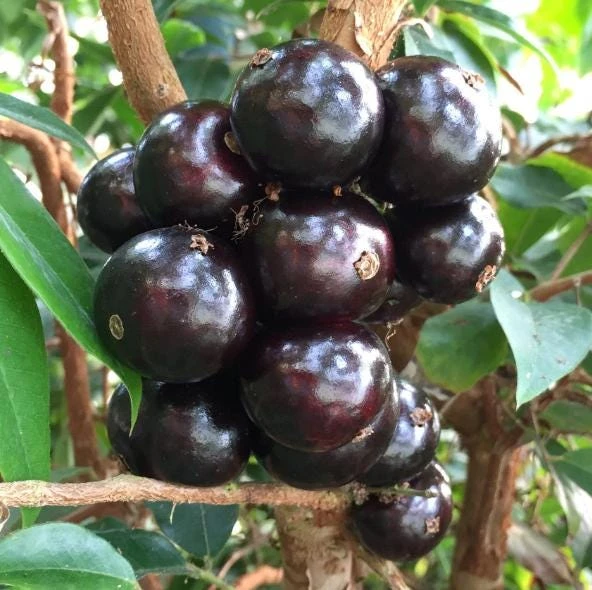 Jaboticaba Live Plant 1 ft Tall - Rare Brazilian Grape Fruit Tree - Image 4