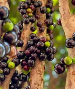 Jaboticaba Live Plant 1 ft Tall - Rare Brazilian Grape Fruit Tree - Image 5