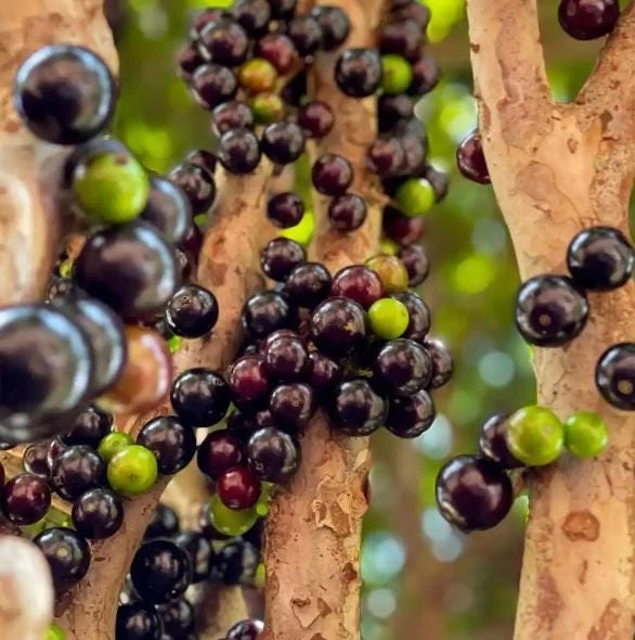 Jaboticaba Live Plant 1 ft Tall - Rare Brazilian Grape Fruit Tree - Image 5