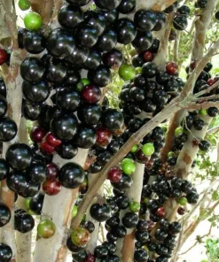 Jaboticaba Live Plant 1 ft Tall - Rare Brazilian Grape Fruit Tree - Image 7
