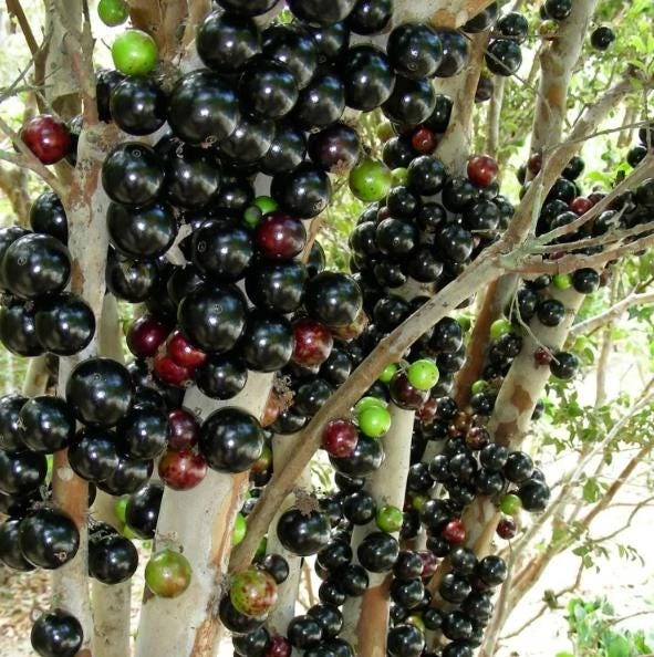 Jaboticaba Live Plant 1 ft Tall - Rare Brazilian Grape Fruit Tree - Image 7