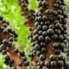 Jaboticaba Live Plant 1 ft Tall - Rare Brazilian Grape Fruit Tree - Image 1