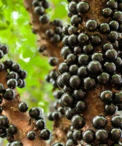Jaboticaba Live Plant 1 ft Tall - Rare Brazilian Grape Fruit Tree - Image 1