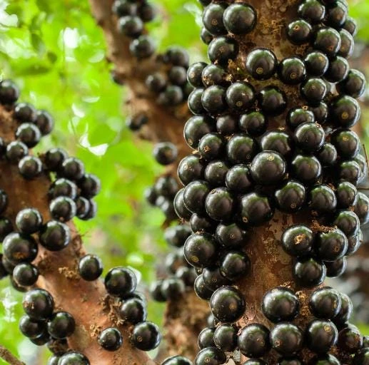 Jaboticaba Live Plant 1 ft Tall - Rare Brazilian Grape Fruit Tree - Image 1
