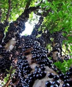 Jaboticaba Tree Live Plant – 1 Foot Tall – Tropical Fruit Tree with Grape-Like Berries – Brazilian Grape - Image 3