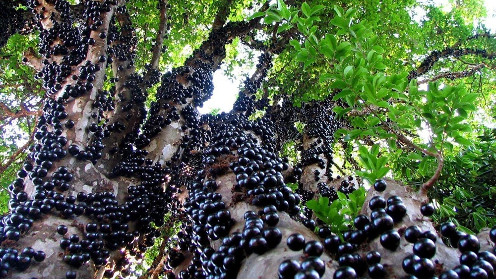 Jaboticaba Tree Live Plant – 1 Foot Tall – Tropical Fruit Tree with Grape-Like Berries – Brazilian Grape - Image 3