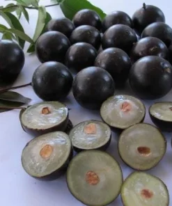 Jaboticaba Tree Live Plant – 1 Foot Tall – Tropical Fruit Tree with Grape-Like Berries – Brazilian Grape - Image 4