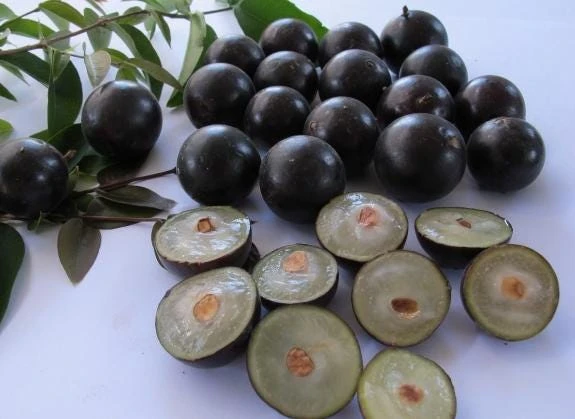 Jaboticaba Tree Live Plant – 1 Foot Tall – Tropical Fruit Tree with Grape-Like Berries – Brazilian Grape - Image 4