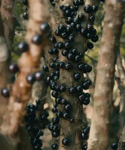 Jaboticaba Tree Live Plant – 1 Foot Tall – Tropical Fruit Tree with Grape-Like Berries – Brazilian Grape - Image 5
