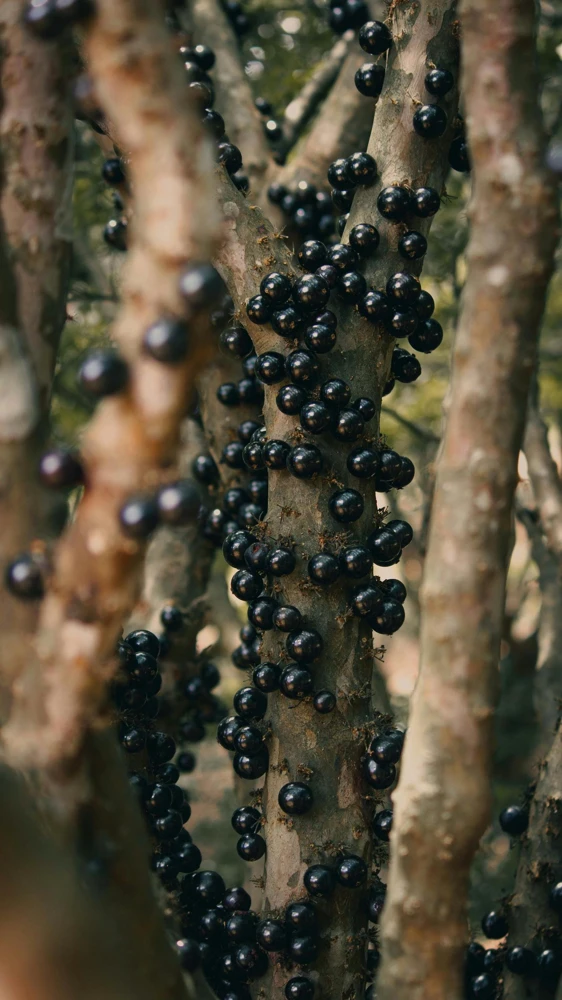 Jaboticaba Tree Live Plant – 1 Foot Tall – Tropical Fruit Tree with Grape-Like Berries – Brazilian Grape - Image 5
