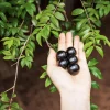 Jaboticaba Tree Live Plant – 1 Foot Tall – Tropical Fruit Tree with Grape-Like Berries – Brazilian Grape - Image 1