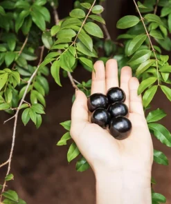 Jaboticaba Tree Live Plant – 1 Foot Tall – Tropical Fruit Tree with Grape-Like Berries – Brazilian Grape - Image 1