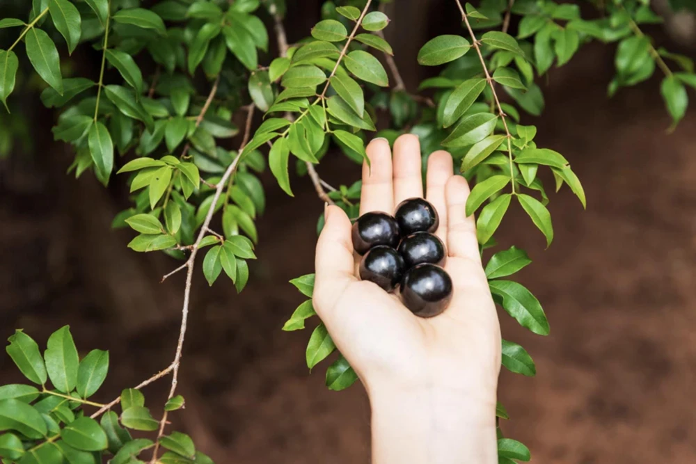 Jaboticaba Tree Live Plant – 1 Foot Tall – Tropical Fruit Tree with Grape-Like Berries – Brazilian Grape - Image 1