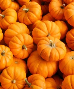Jack Be Little Pumpkin Seeds - 20 Miniature Vegetable Cucurbita Pepo Seeds for Decor & Eating - Image 3