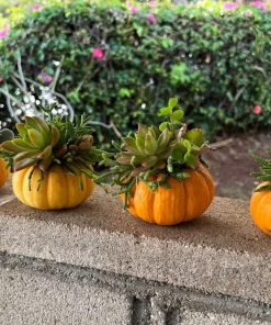 Jack Be Little Pumpkin Seeds - 20 Miniature Vegetable Cucurbita Pepo Seeds for Decor & Eating - Image 5