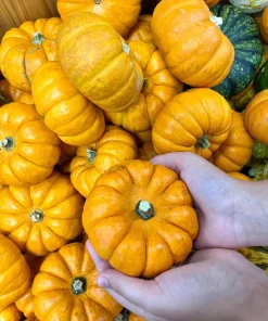 Jack Be Little Pumpkin Seeds - 20 Miniature Vegetable Cucurbita Pepo Seeds for Decor & Eating - Image 7
