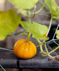 Jack Be Little Pumpkin Seeds - 20 Miniature Vegetable Cucurbita Pepo Seeds for Decor & Eating - Image 8
