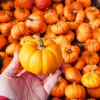 Jack Be Little Pumpkin Seeds - 20 Miniature Vegetable Cucurbita Pepo Seeds for Decor & Eating - Image 1