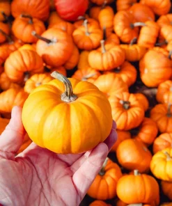 Jack Be Little Pumpkin Seeds - 20 Miniature Vegetable Cucurbita Pepo Seeds for Decor & Eating - Image 1