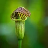 Jack in the Pulpit Bulbs - Arisaema triphyllum - 5 Pack - Native Woodland Perennial - Image 1