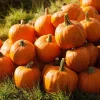 Jack O' Lantern Pumpkin Seeds - 20 Seeds - Classic Halloween Carving Variety - Outdoor - Image 1