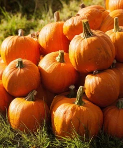 Jack O' Lantern Pumpkin Seeds - 20 Seeds - Classic Halloween Carving Variety - Outdoor - Image 1